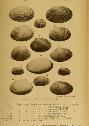 Reproducción/Reproduction 49806415868: Les mollusques marins du Roussillon. Paris :J.-B. Baillière,[1882]-[1898]. 