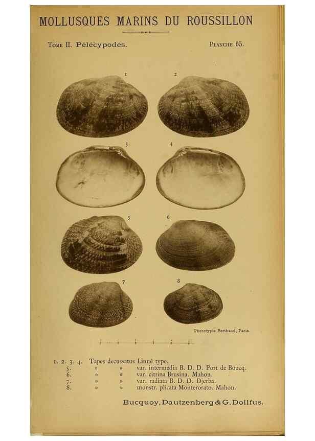 Reproducción/Reproduction 49807281232: Les mollusques marins du Roussillon. Paris :J.-B. Baillière,[1882]-[1898]. 