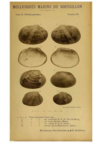 Reproducción/Reproduction 49807281232: Les mollusques marins du Roussillon. Paris :J.-B. Baillière,[1882]-[1898]. 