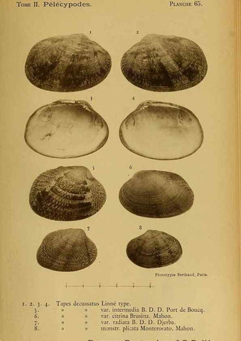 Reproducción/Reproduction 49807281232: Les mollusques marins du Roussillon. Paris :J.-B. Baillière,[1882]-[1898]. 