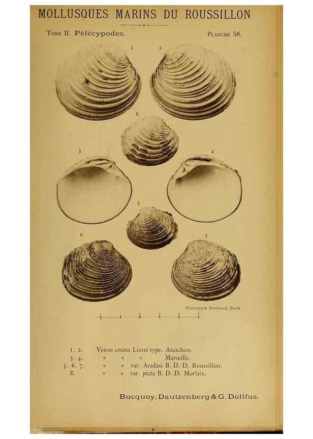 Reproducción/Reproduction 49807278857: Les mollusques marins du Roussillon. Paris :J.-B. Baillière,[1882]-[1898]. 