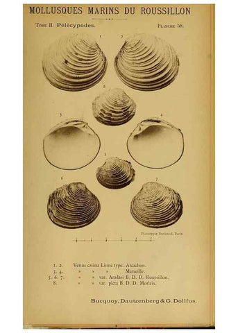 Reproducción/Reproduction 49807278857: Les mollusques marins du Roussillon. Paris :J.-B. Baillière,[1882]-[1898]. 