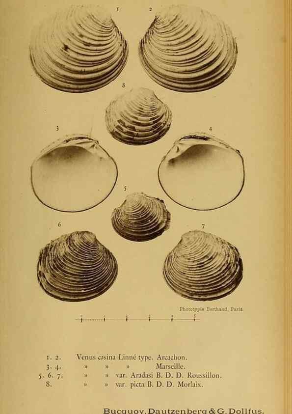 Reproducción/Reproduction 49807278857: Les mollusques marins du Roussillon. Paris :J.-B. Baillière,[1882]-[1898]. 