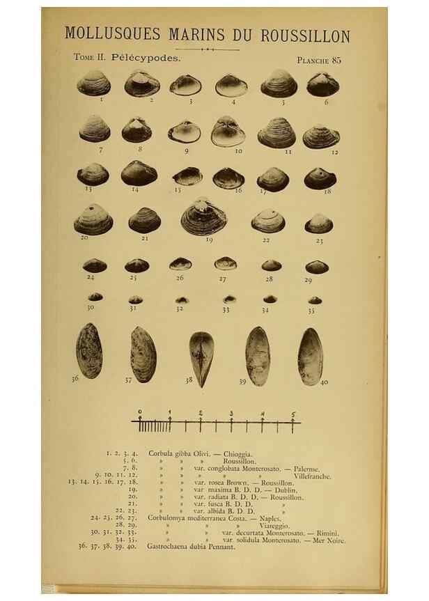 Reproducción/Reproduction 49806978041: Les mollusques marins du Roussillon. Paris :J.-B. Baillière,[1882]-[1898]. 