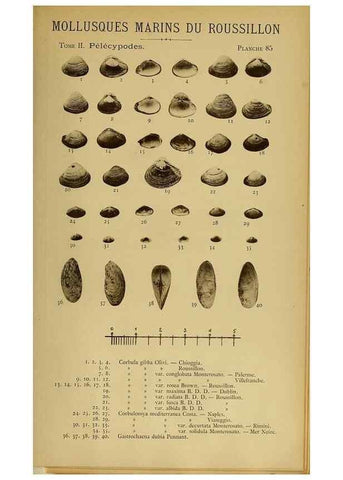 Reproducción/Reproduction 49806978041: Les mollusques marins du Roussillon. Paris :J.-B. Baillière,[1882]-[1898]. 