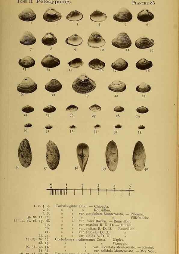 Reproducción/Reproduction 49806978041: Les mollusques marins du Roussillon. Paris :J.-B. Baillière,[1882]-[1898]. 