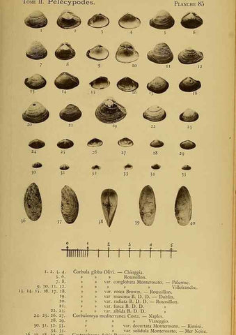 Reproducción/Reproduction 49806978041: Les mollusques marins du Roussillon. Paris :J.-B. Baillière,[1882]-[1898]. 