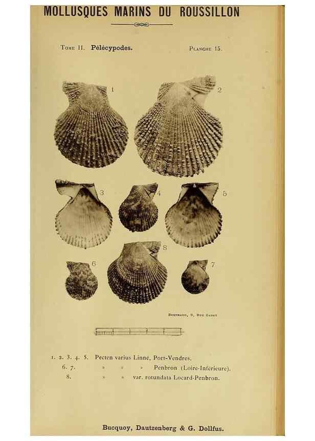 Reproducción/Reproduction 49807265802: Les mollusques marins du Roussillon. Paris :J.-B. Baillière,[1882]-[1898]. 