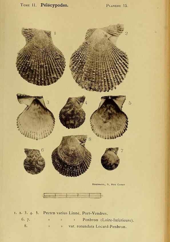 Reproducción/Reproduction 49807265802: Les mollusques marins du Roussillon. Paris :J.-B. Baillière,[1882]-[1898]. 