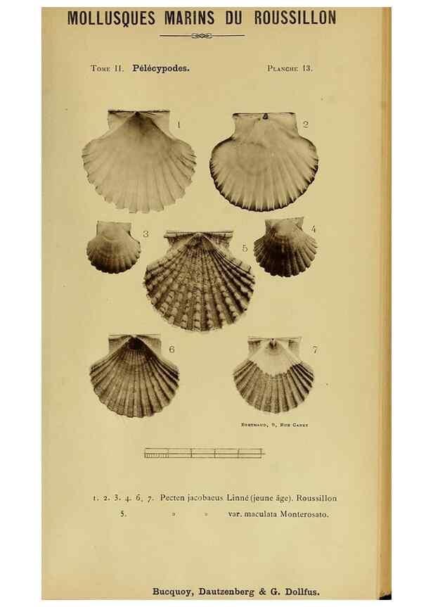 Reproducción/Reproduction 49807265202: Les mollusques marins du Roussillon. Paris :J.-B. Baillière,[1882]-[1898]. 