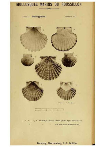 Reproducción/Reproduction 49807265202: Les mollusques marins du Roussillon. Paris :J.-B. Baillière,[1882]-[1898]. 