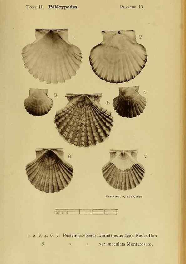 Reproducción/Reproduction 49807265202: Les mollusques marins du Roussillon. Paris :J.-B. Baillière,[1882]-[1898]. 