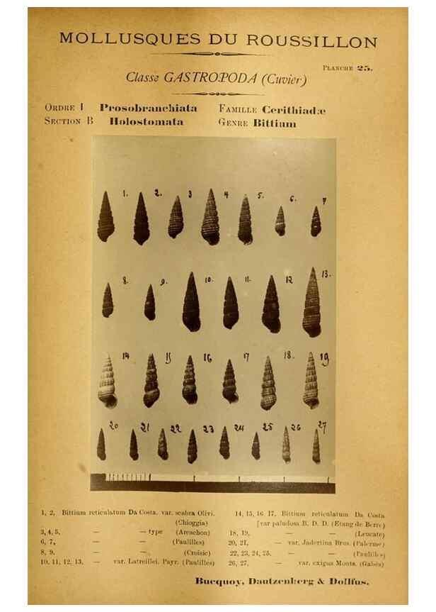 Reproducción/Reproduction 49806849056: Les mollusques marins du Roussillon. Paris :J.-B. Baillière,[1882]-[1898]. 