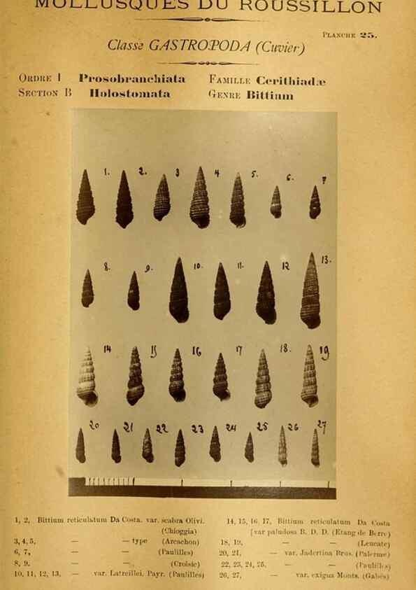 Reproducción/Reproduction 49806849056: Les mollusques marins du Roussillon. Paris :J.-B. Baillière,[1882]-[1898]. 