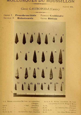 Reproducción/Reproduction 49806849056: Les mollusques marins du Roussillon. Paris :J.-B. Baillière,[1882]-[1898]. 