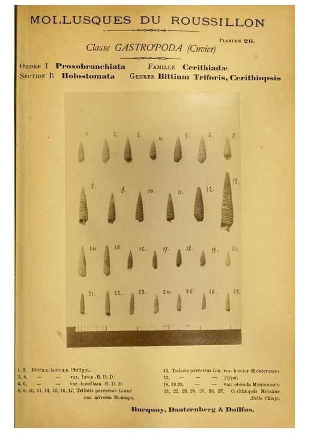 Reproducción/Reproduction 49806849291: Les mollusques marins du Roussillon. Paris :J.-B. Baillière,[1882]-[1898]. 