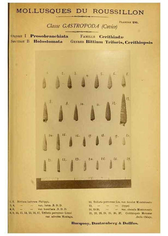 Reproducción/Reproduction 49806849291: Les mollusques marins du Roussillon. Paris :J.-B. Baillière,[1882]-[1898]. 