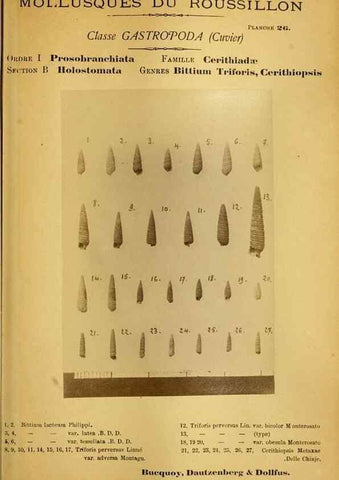 Reproducción/Reproduction 49806849291: Les mollusques marins du Roussillon. Paris :J.-B. Baillière,[1882]-[1898]. 