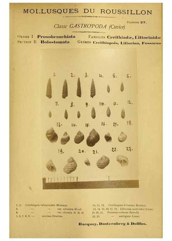Reproducción/Reproduction 49806849541: Les mollusques marins du Roussillon. Paris :J.-B. Baillière,[1882]-[1898]. 