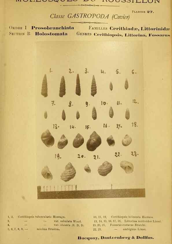 Reproducción/Reproduction 49806849541: Les mollusques marins du Roussillon. Paris :J.-B. Baillière,[1882]-[1898]. 
