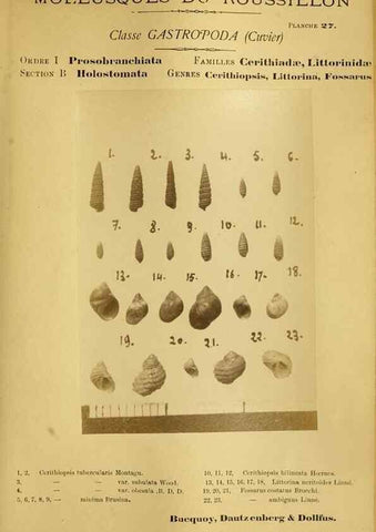 Reproducción/Reproduction 49806849541: Les mollusques marins du Roussillon. Paris :J.-B. Baillière,[1882]-[1898]. 