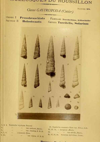Reproducción/Reproduction 49807161512: Les mollusques marins du Roussillon. Paris :J.-B. Baillière,[1882]-[1898]. 