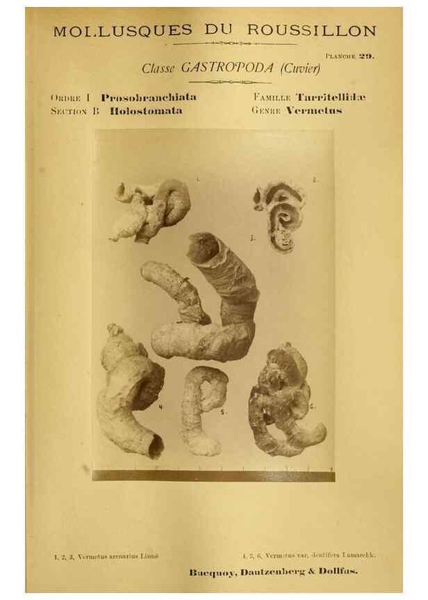 Reproducción/Reproduction 49806297108: Les mollusques marins du Roussillon. Paris :J.-B. Baillière,[1882]-[1898]. 