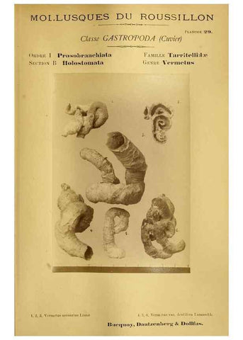 Reproducción/Reproduction 49806297108: Les mollusques marins du Roussillon. Paris :J.-B. Baillière,[1882]-[1898]. 