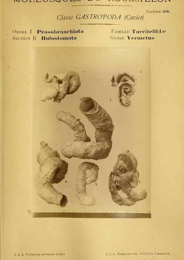 Reproducción/Reproduction 49806297108: Les mollusques marins du Roussillon. Paris :J.-B. Baillière,[1882]-[1898]. 