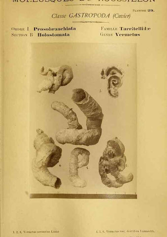 Reproducción/Reproduction 49806297108: Les mollusques marins du Roussillon. Paris :J.-B. Baillière,[1882]-[1898]. 