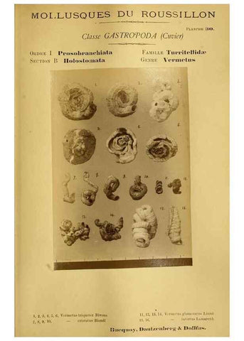 Reproducción/Reproduction 49806297433: Les mollusques marins du Roussillon. Paris :J.-B. Baillière,[1882]-[1898]. 