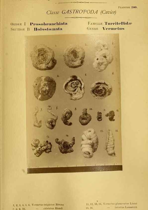 Reproducción/Reproduction 49806297433: Les mollusques marins du Roussillon. Paris :J.-B. Baillière,[1882]-[1898]. 