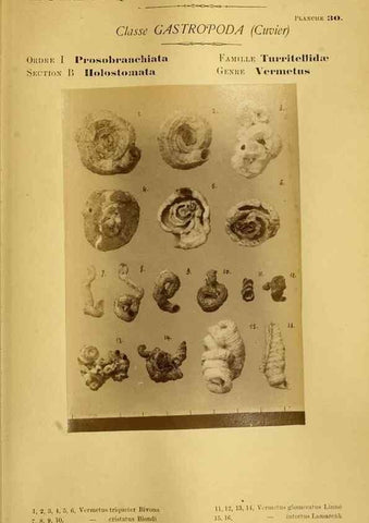 Reproducción/Reproduction 49806297433: Les mollusques marins du Roussillon. Paris :J.-B. Baillière,[1882]-[1898]. 