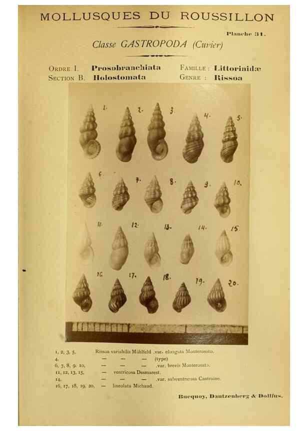 Reproducción/Reproduction 49807162167: Les mollusques marins du Roussillon. Paris :J.-B. Baillière,[1882]-[1898]. 