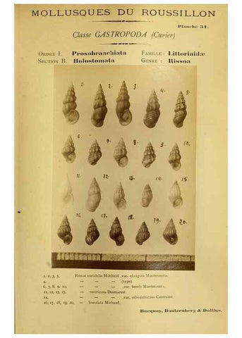 Reproducción/Reproduction 49807162167: Les mollusques marins du Roussillon. Paris :J.-B. Baillière,[1882]-[1898]. 