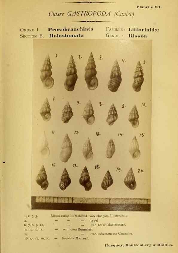 Reproducción/Reproduction 49807162167: Les mollusques marins du Roussillon. Paris :J.-B. Baillière,[1882]-[1898]. 