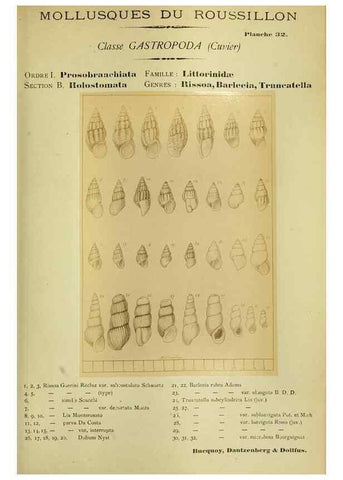 Reproducción/Reproduction 49806297878: Les mollusques marins du Roussillon. Paris :J.-B. Baillière,[1882]-[1898]. 
