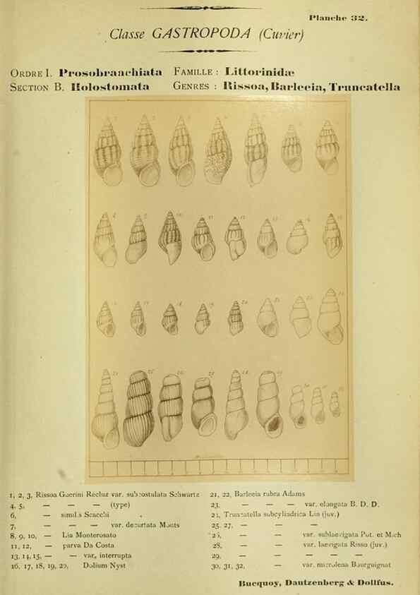 Reproducción/Reproduction 49806297878: Les mollusques marins du Roussillon. Paris :J.-B. Baillière,[1882]-[1898]. 