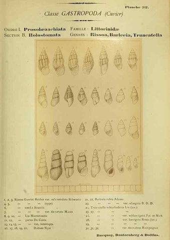 Reproducción/Reproduction 49806297878: Les mollusques marins du Roussillon. Paris :J.-B. Baillière,[1882]-[1898]. 