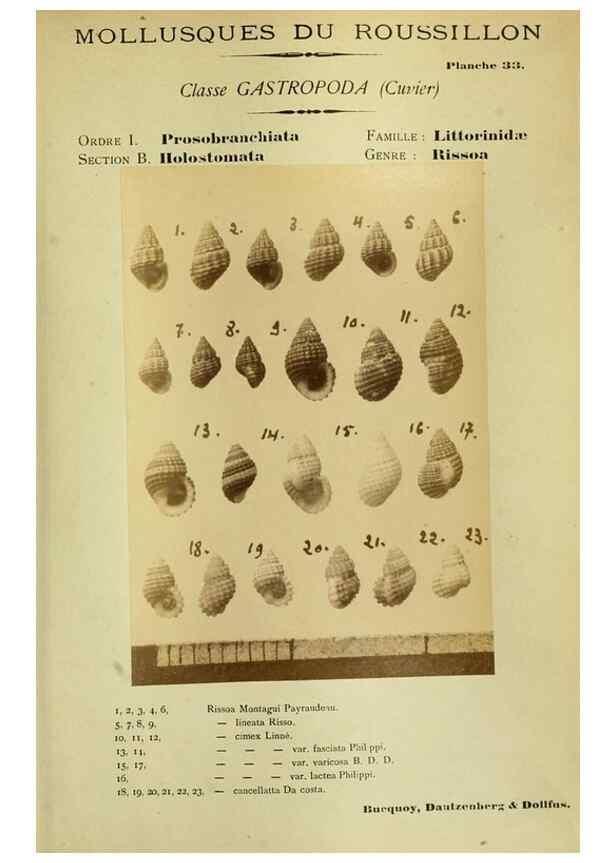 Reproducción/Reproduction 49806298118: Les mollusques marins du Roussillon. Paris :J.-B. Baillière,[1882]-[1898]. 