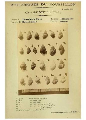 Reproducción/Reproduction 49806298118: Les mollusques marins du Roussillon. Paris :J.-B. Baillière,[1882]-[1898]. 