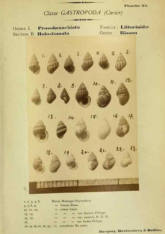 Reproducción/Reproduction 49806298118: Les mollusques marins du Roussillon. Paris :J.-B. Baillière,[1882]-[1898]. 