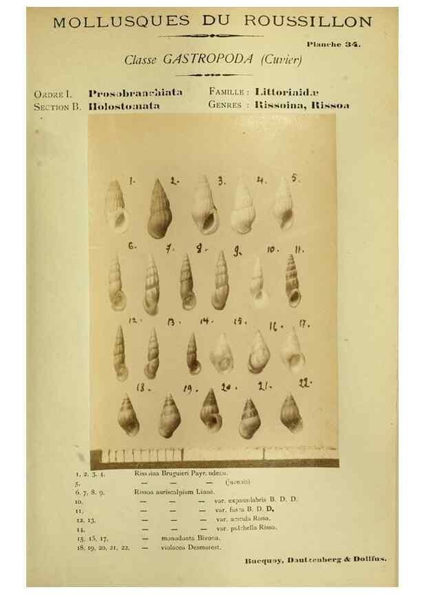 Reproducción/Reproduction 49806851191: Les mollusques marins du Roussillon. Paris :J.-B. Baillière,[1882]-[1898]. 