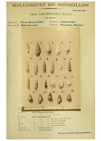 Reproducción/Reproduction 49806851191: Les mollusques marins du Roussillon. Paris :J.-B. Baillière,[1882]-[1898]. 