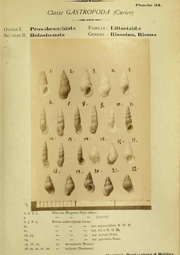 Reproducción/Reproduction 49806851191: Les mollusques marins du Roussillon. Paris :J.-B. Baillière,[1882]-[1898]. 