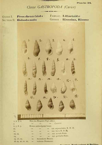 Reproducción/Reproduction 49806851191: Les mollusques marins du Roussillon. Paris :J.-B. Baillière,[1882]-[1898]. 