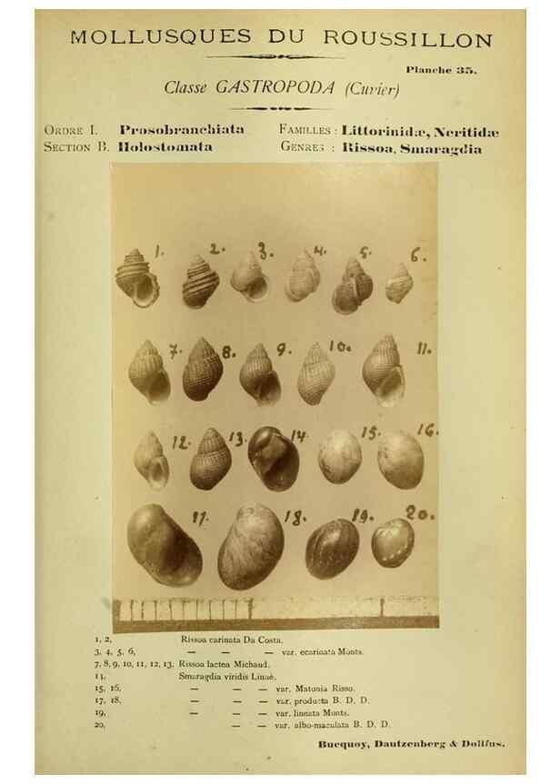 Reproducción/Reproduction 49806298573: Les mollusques marins du Roussillon. Paris :J.-B. Baillière,[1882]-[1898]. 