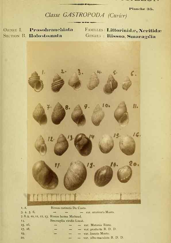 Reproducción/Reproduction 49806298573: Les mollusques marins du Roussillon. Paris :J.-B. Baillière,[1882]-[1898]. 