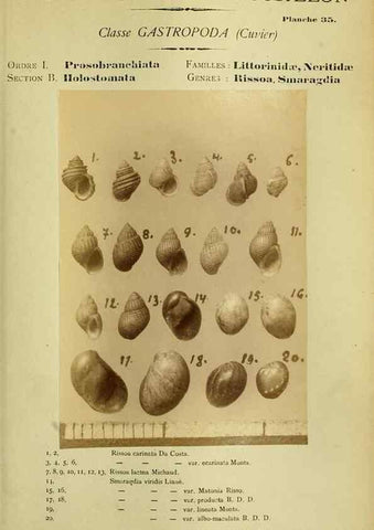 Reproducción/Reproduction 49806298573: Les mollusques marins du Roussillon. Paris :J.-B. Baillière,[1882]-[1898]. 