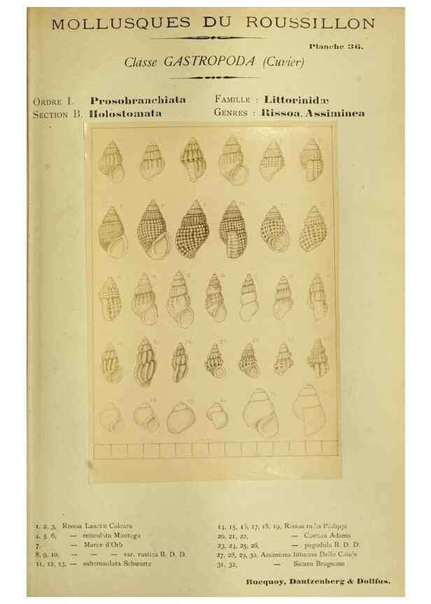 Reproducción/Reproduction 49807163457: Les mollusques marins du Roussillon. Paris :J.-B. Baillière,[1882]-[1898]. 
